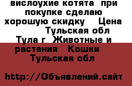 вислоухие котята! при покупке сделаю хорошую скидку! › Цена ­ 3 000 - Тульская обл., Тула г. Животные и растения » Кошки   . Тульская обл.